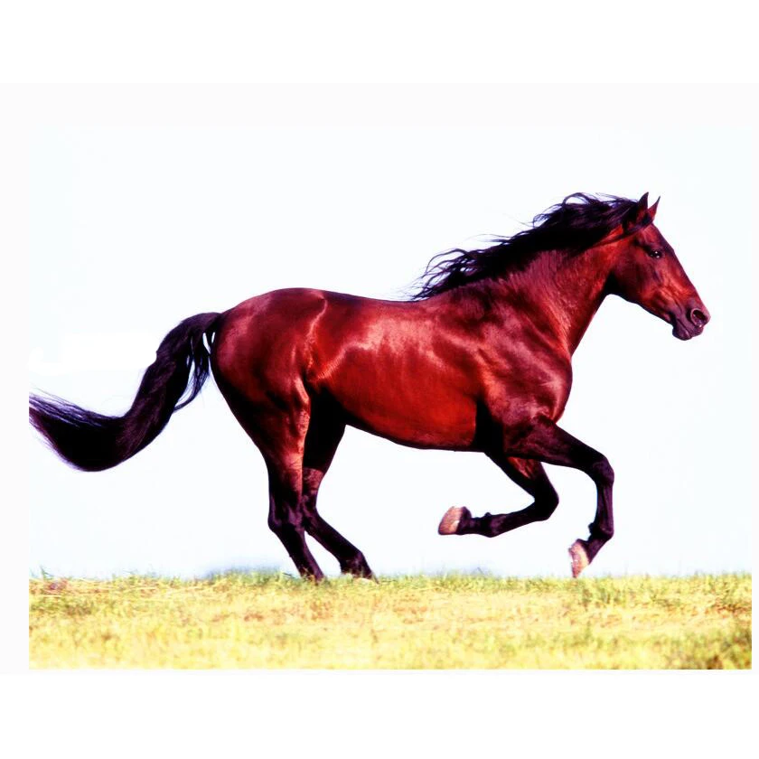 Diy искусственная Смола животное квадратная алмазная живопись Вышивка 2017 новая