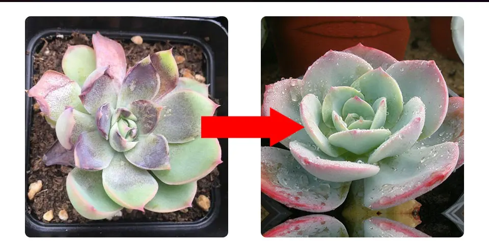Светодиодный Grow Lights Full Spectrum лампа для длинных ростений красный синий 3:1 4:1 5:1 7:1 8:1 гидропоники apollo Фито Fitolampy для растения Семена