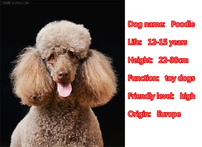 С милым псом пуделем Собака Животное подвеска для кошелька и сумочки ручной