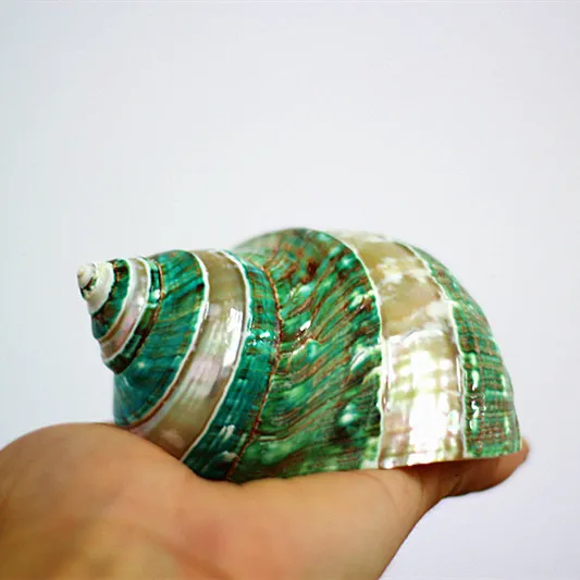 

Натуральный ракушка кораллового цвета очищенная Зеленая Улитка аквариум украшение образец Улитка коллекция подарок