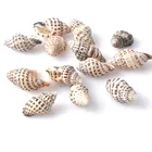 Подвеска спиральная из ракушек, 30 шт., 25-32 мм, TRS0059