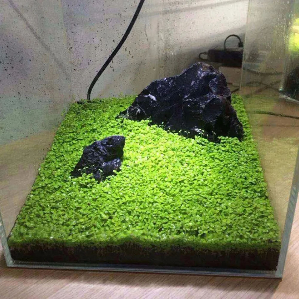 8 г/пакет семена травы для аквариума Крытый водной декор из растений рок лужайка сад передний план посадки Пейзаж орнамент