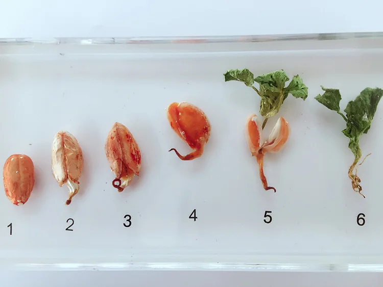Peanut Germination and Growth Process Embedded Specimen Real Plant History Specimens Models Biology Botany Teaching Aids | Канцтовары