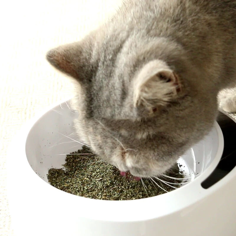 Просто Catnip натуральный органический Премиум 25 г мятный ментоловый аромат можно