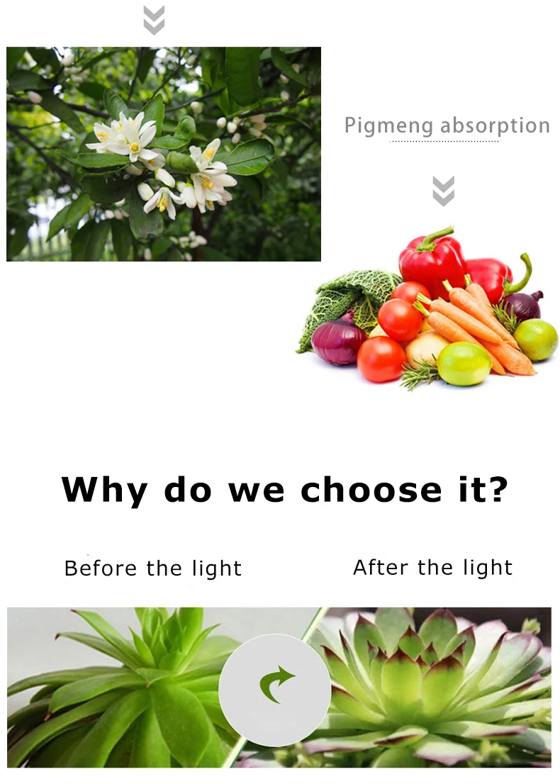 Borbede Led Grow Light 50W Full Spectrum Full Spectrum for Vegetable Flower Indoor Plants Grow Light фитолампа
