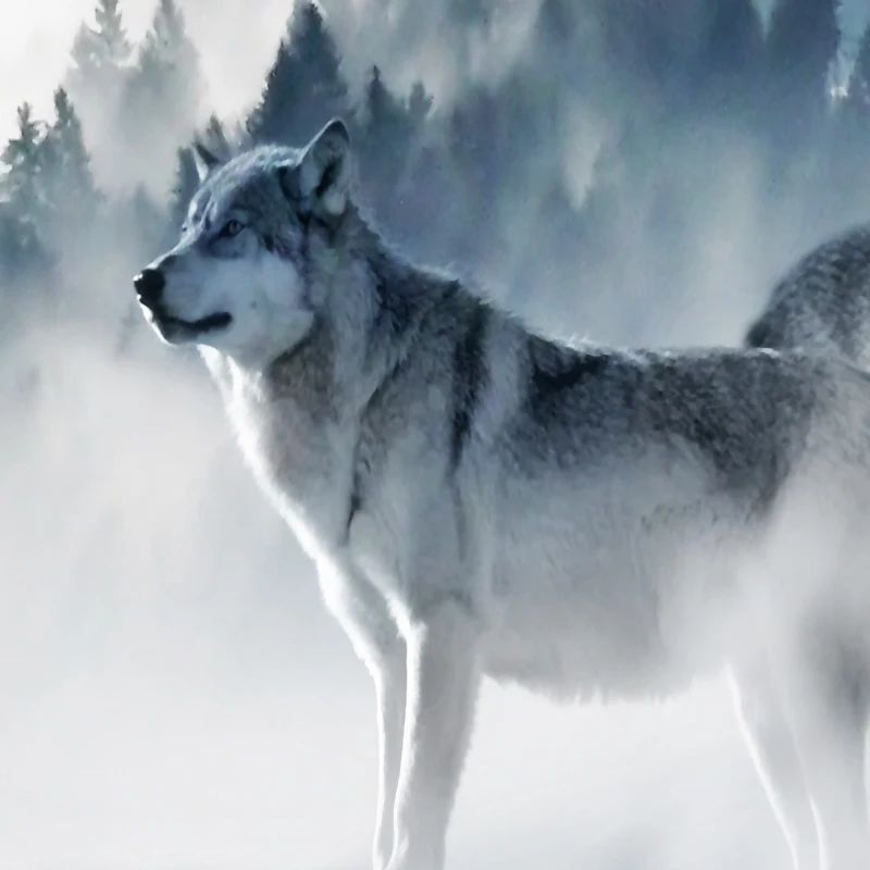 Скандинавское искусство волк снежные горы художественный холст плакат