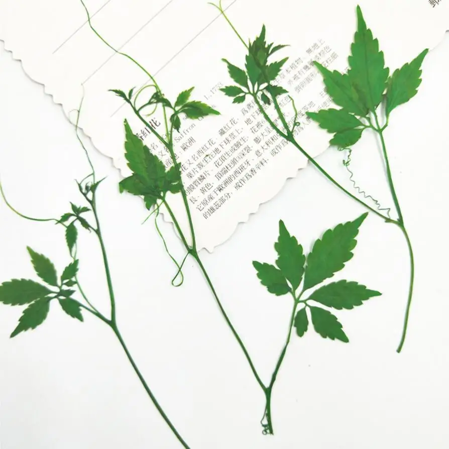 Высушенные искусственные листья Hemsleya Amabilis 11 13 см 60 шт.|Искусственные и сухие