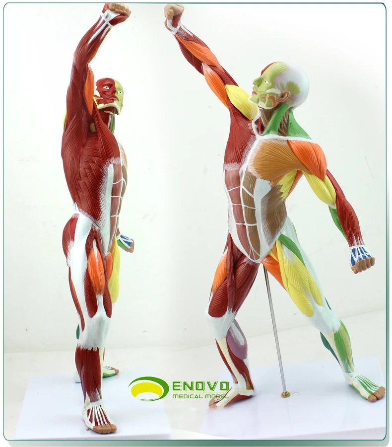 Тренировка мышц всего тела система тренировки 50*24 5*17 см | Канцтовары для офиса и