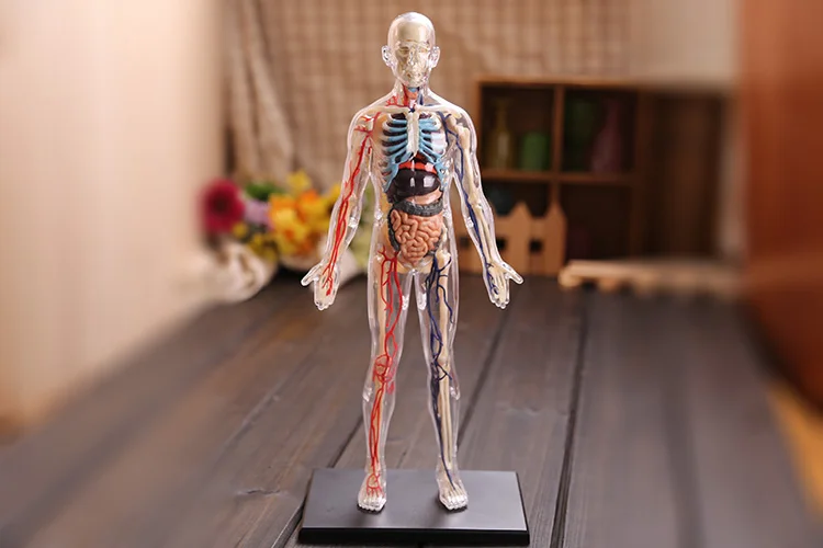 

Anatomy assemble Whole body transparent skeletal vascular 1:6 human organs anatomy group assembled model medical teaching aid