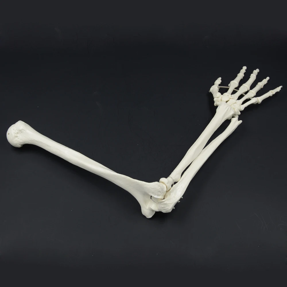 1:1 модель костей человека рука взрослого и радиус верхней конечности|human bone|bone