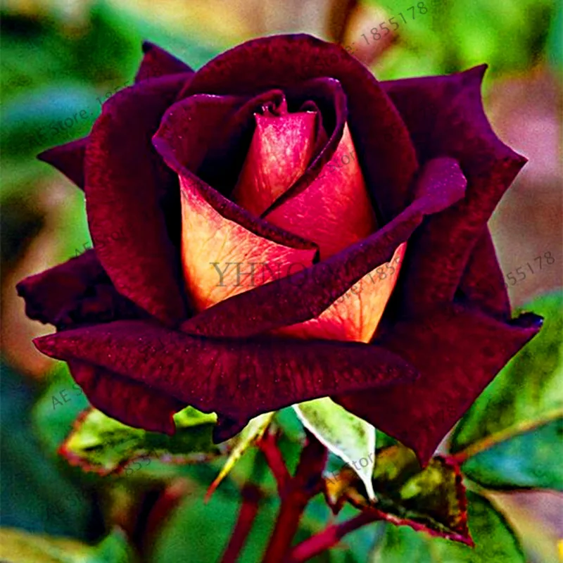 Горячая распродажа! 205 шт разноцветная редкая Роза Флорес бонсай цветок plantas