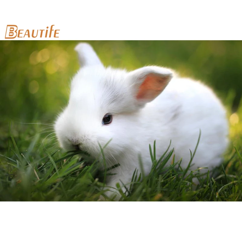 

New Arrival rabbit Poster Cloth Silk Poster Home Decoration Wall Art Fabric Poster Print 30X45cm,40X60cm.50X75cm,60X90cm