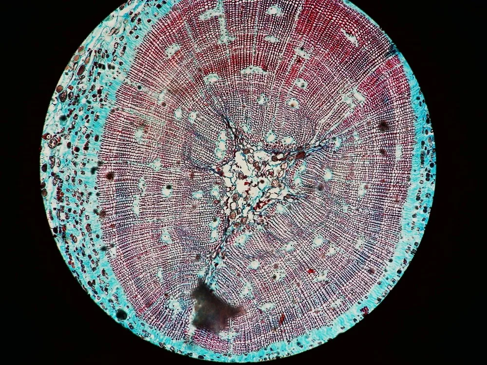 Новый 5-МП Промышленные Бинокулярный Стерео Микроскоп Окуляр w/универсальный