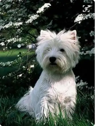 Прямая поставка-ожерелье West Highland White Terrier | Украшения и аксессуары