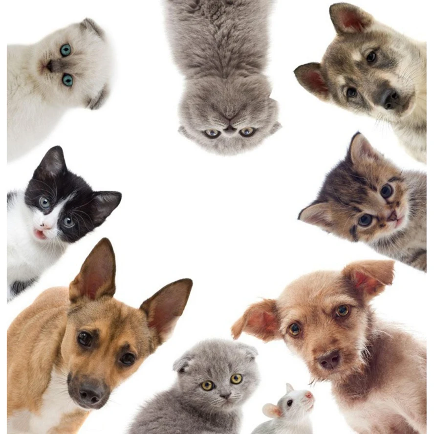 Dog &amp cat Onlookers 5D DIY Diamond Painting picture Mosaic square Drill rhinestone Embroidery kids gift DW325 | Дом и сад