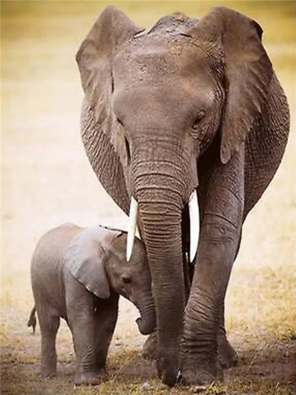 Y5351 Алмазная картина Huacan Elephant, полная квадратная Алмазная вышивка, распродажа, животные, сделай сам, вышивка крестиком, стразы, мозаика, подарок - Цвет: Y5351