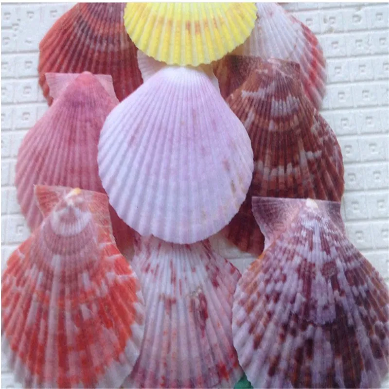 10 шт./лот разноцветные ракушки в средиземноморском стиле ремесло сырье Dongfeng