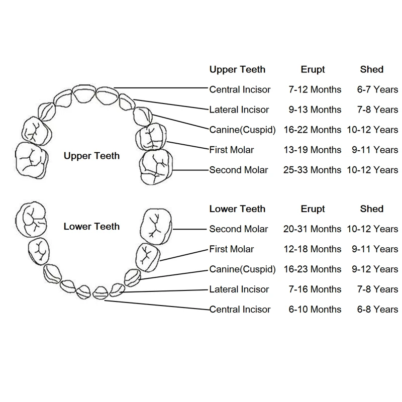 Английский органайзер для детских зубов Espanol деревянная коробка хранения молока