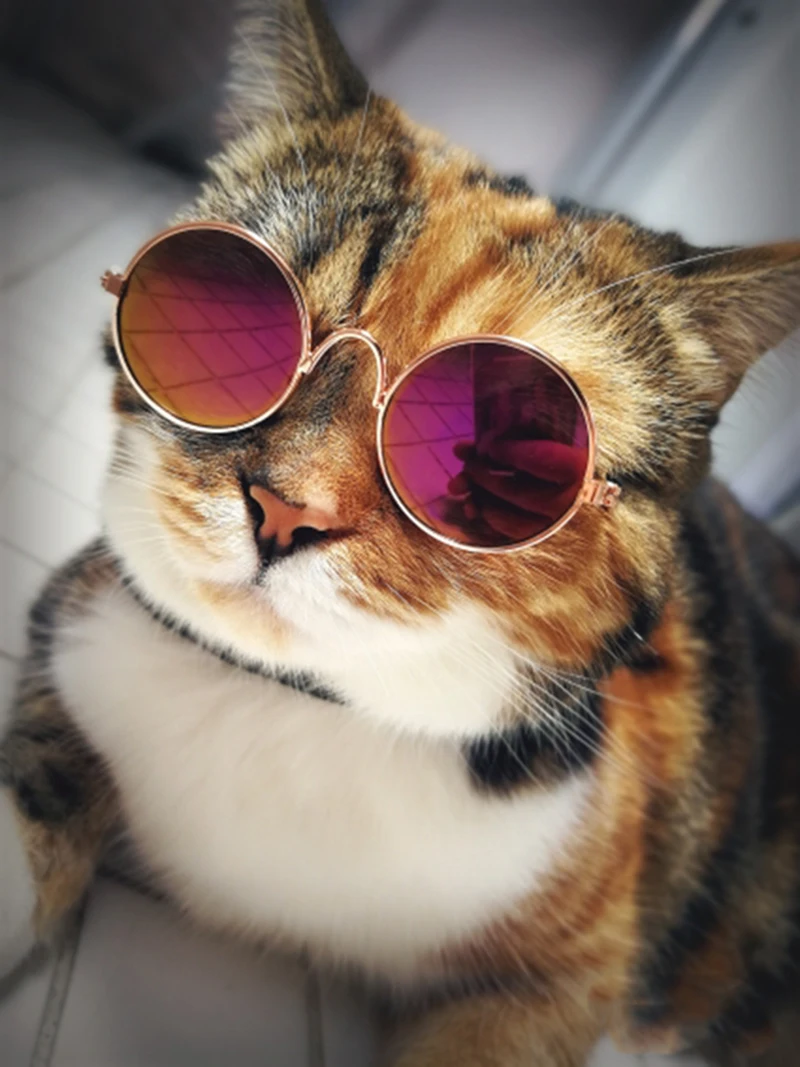 Hoomall 1 шт. собачьи очки товары для домашних животных для маленькой собаки кошачий глаз-носить очки для собак фотографии аксессуары в виде животных Массажная расческа котенка очки