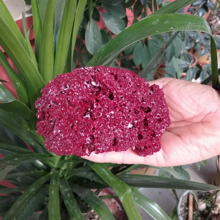 Aqumotic натуральный морской коралл Декор для детской аквариума декор для аквариума Ландшафтный декор для домашнего окна Коралловый аквариум украшения для стен