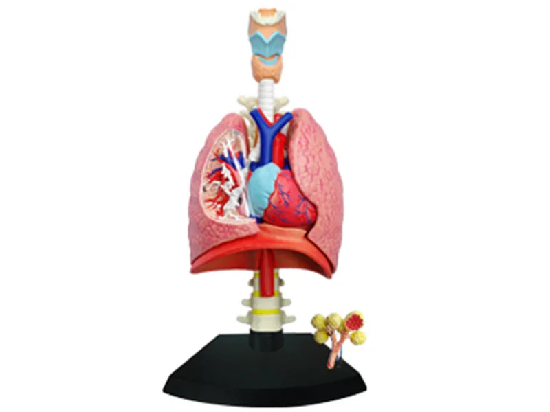 

1:3 Respiratory System Teaching Model for Anatomical Medicine Human Lung Anatomical Organs puzzle toy Biology teaching aids