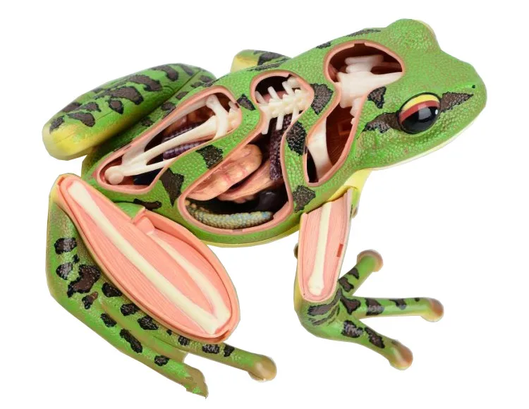 Модель анатомии животных модель лягушки 4D развивающие научные игрушки Сборная