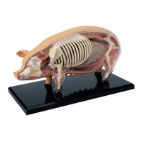 4d pig intelligence assembling toy animal organ anatomy model medical teaching diy popular science appliances
