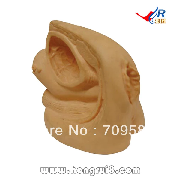 

ISO Female Urethral Catheterization Simulator, Catheterization training
