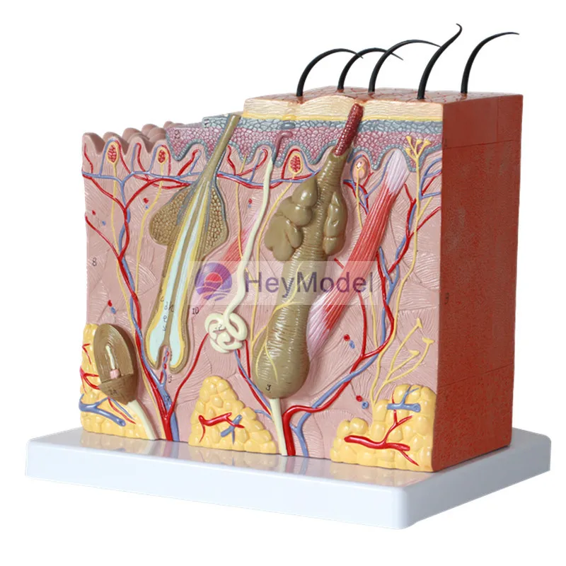 HeyModel Medical Human Skin модель с секциями 35 увеличений|enlargement| |