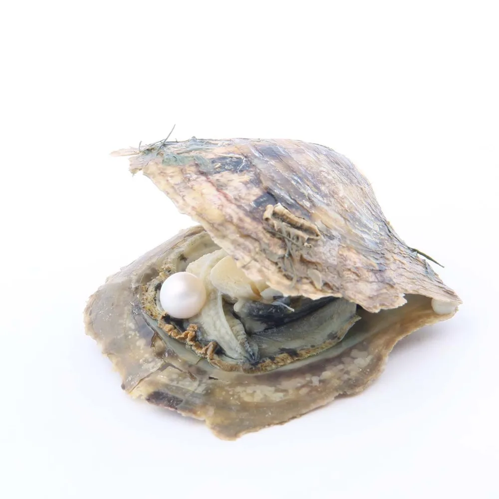 10 шт. Akoya Pearl Oyster культивированный летний цвет Love Wish Oysters с 7 8 мм круглый жемчуг