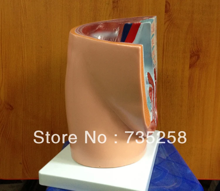 Сечение таза женщин (1 часть) сагиттальная Анатомия женщин|female anatomy|female pelvisfemale human |