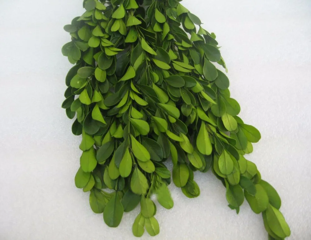 

45g Green Preserved Buxus Sinica Leaf Leaves Branch For Bouquet Wreath Garland Making Material Accessory Craft DIY