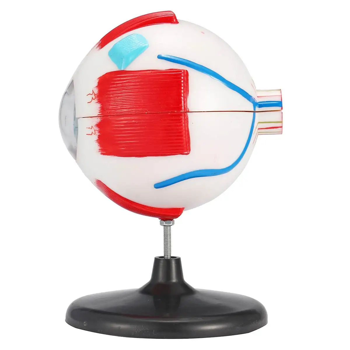 6x съемный человеческий глаз модель глазного яблока глазное яблоко внутренняя структура учите человека анатомическая модель лаборатория обучения образования образцы