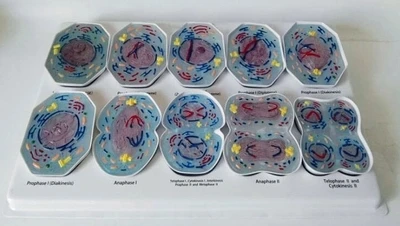 Модель Meiosis анатомическая модель Биомедицинская обучающая | Канцтовары для офиса
