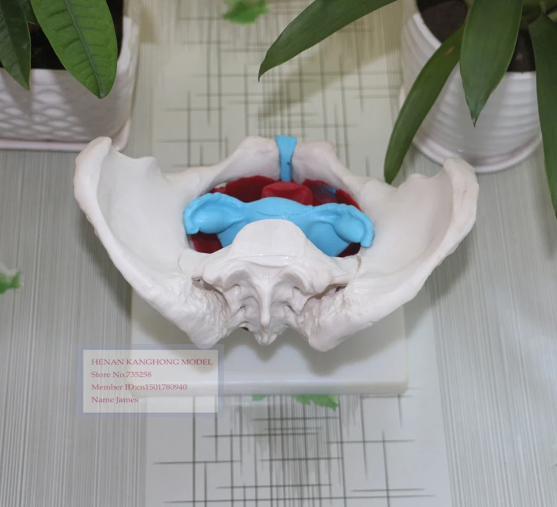 Модель женского таза Женский таз с моделью тазового модель анатомии | Канцтовары