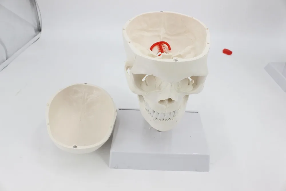 Человеческий череп с шейным позвоночником модель затылочный анатомическая