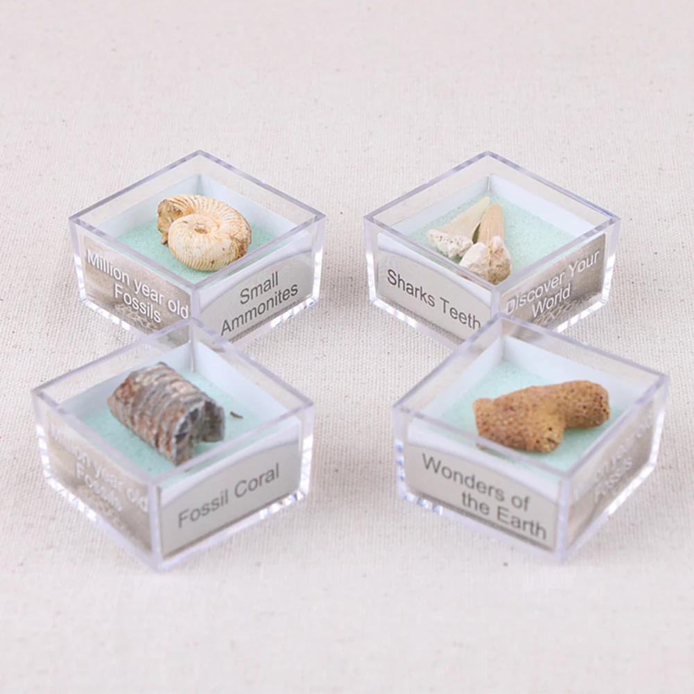Горячая распродажа! 1 шт. протолит образец аммонита ремесло акулы зубы Gastropod коралловые окаменелости камень коллекция подарок для Fossil поклонников