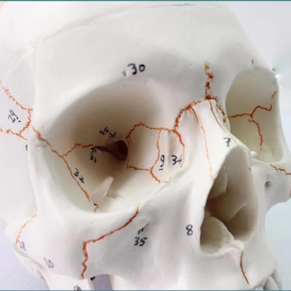 Череп-скелет, 1:1, модель, медицинский, для обучения, в натуральную величину, череп для школы, Анатомия человека, точная, для взрослых, голова, медицинская модель