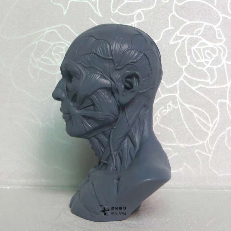 1:3 10 см скелет человека анатомический модель скелета череп odontologia голова мышечной