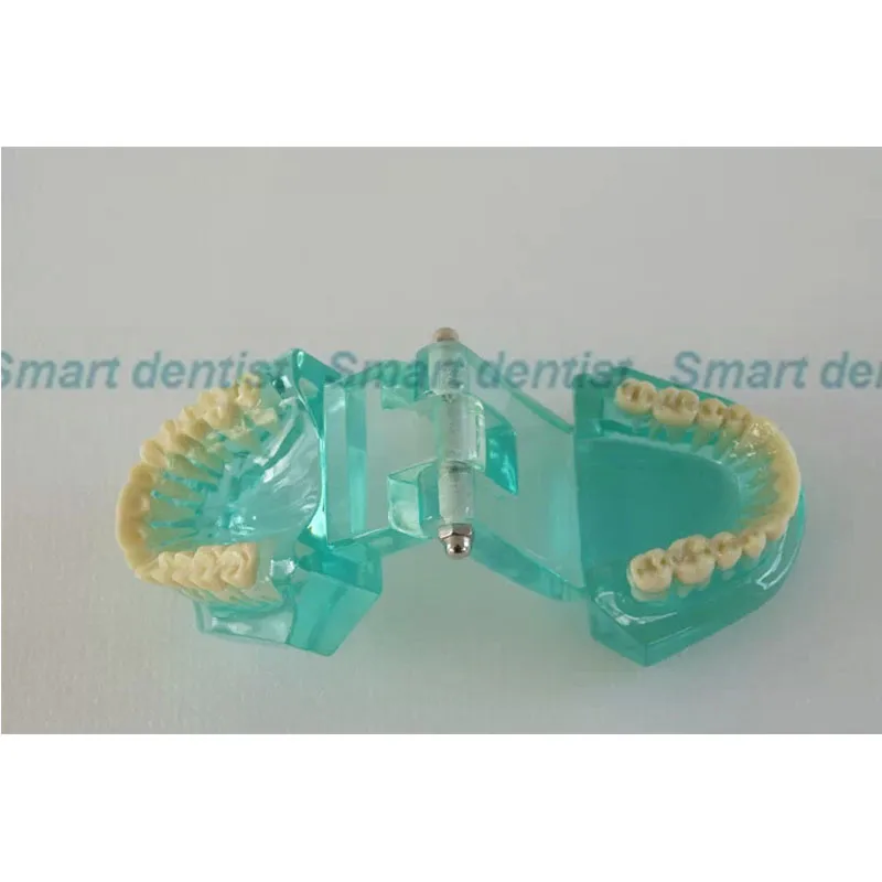 

[CMAM] Transparent Jaw Model with Teeth , Adult Standard Dentition ,Patient Education Models TOOTH ANATOMY (ANA)
