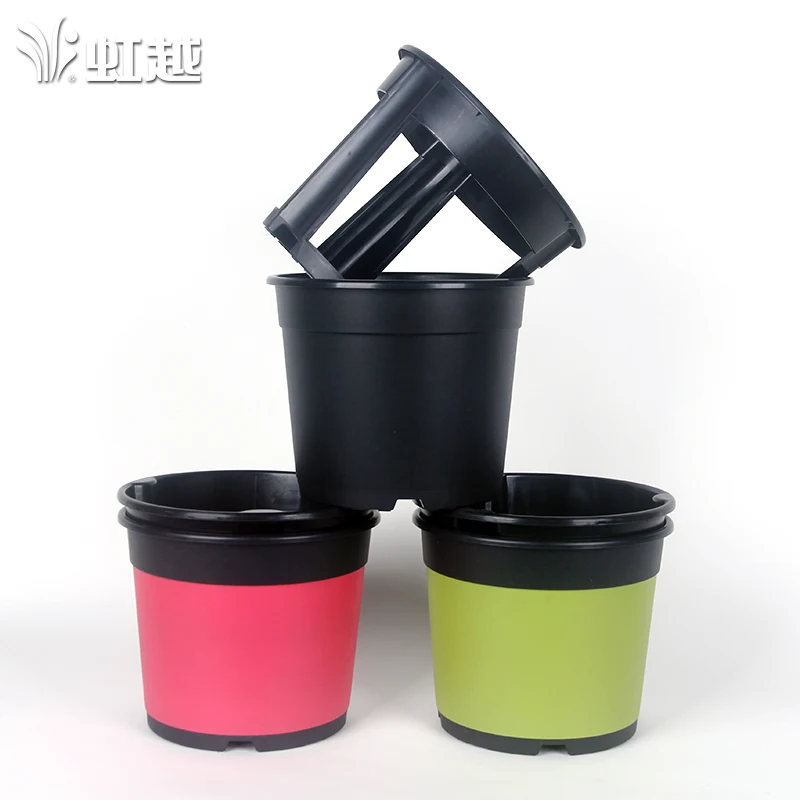 Открытый толстые картофель сладкого картофеля имбирь специально посадки