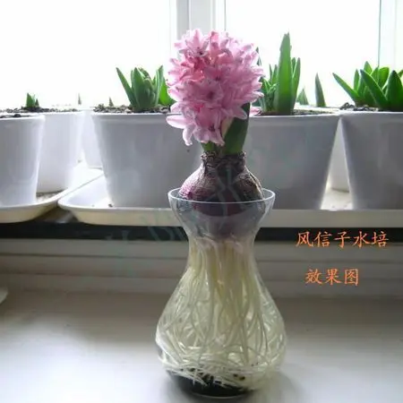 1 шт. прозрачный Настольный Стекло ваза лампы Форма гидропоники контейнеры для