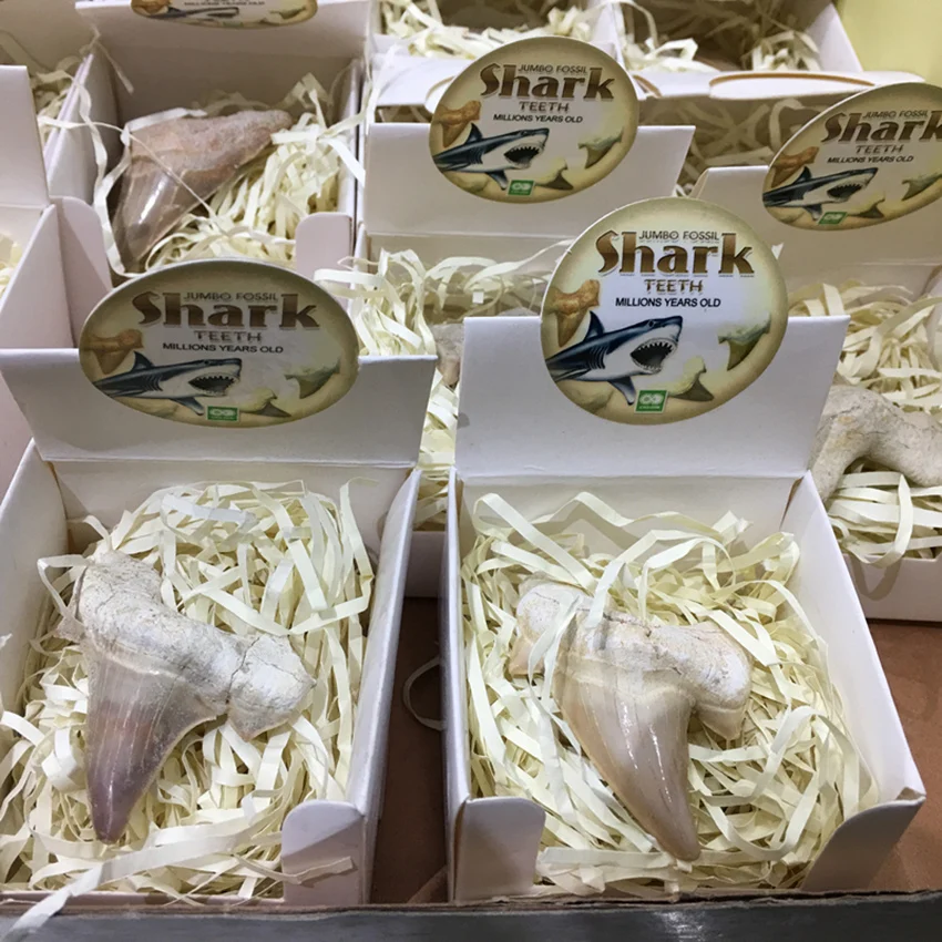 Pinhan натуральные морские животные ископаемые акулы образцы минералов