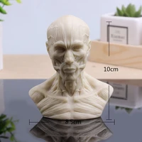 human head muscle carved ferrite skull model still life painting reference model free shipping