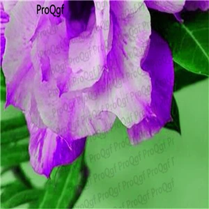 Ngryise 5 шт. набор Adenium obesum пустынная Роза