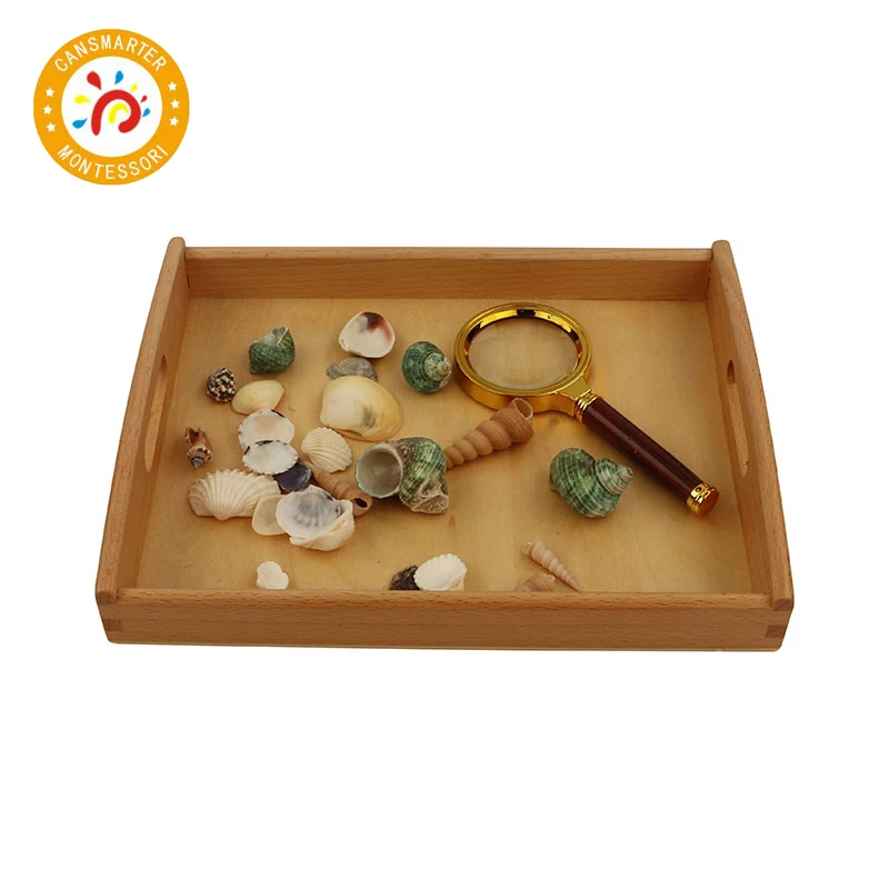 Материал Монтессори изучение бука и ракушки Ежедневная жизнь детские игрушки