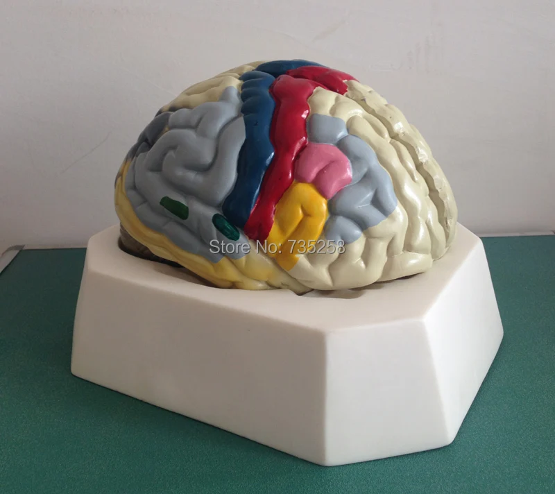 

Functional Localization of Cerebral Cortex,Cerebral Cortex Function Model
