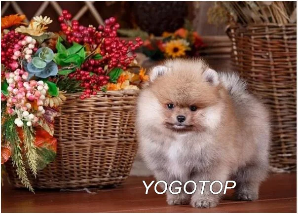 Синий YOGOTOP diy Алмазная вышивка собака шпиц животное алмазная живопись полный квадратный/круглый мозаика Стразы Рождественский подарок YY457 - Цвет: Синий