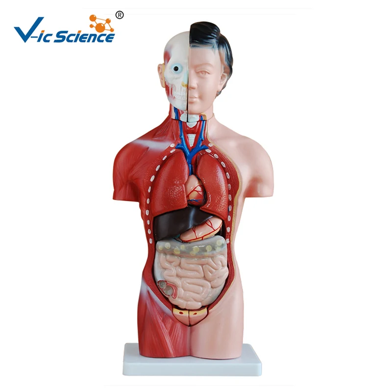 Hot Sale 42cm Medical Anatomical Human Body Organs Model 15 parts Teaching for Students