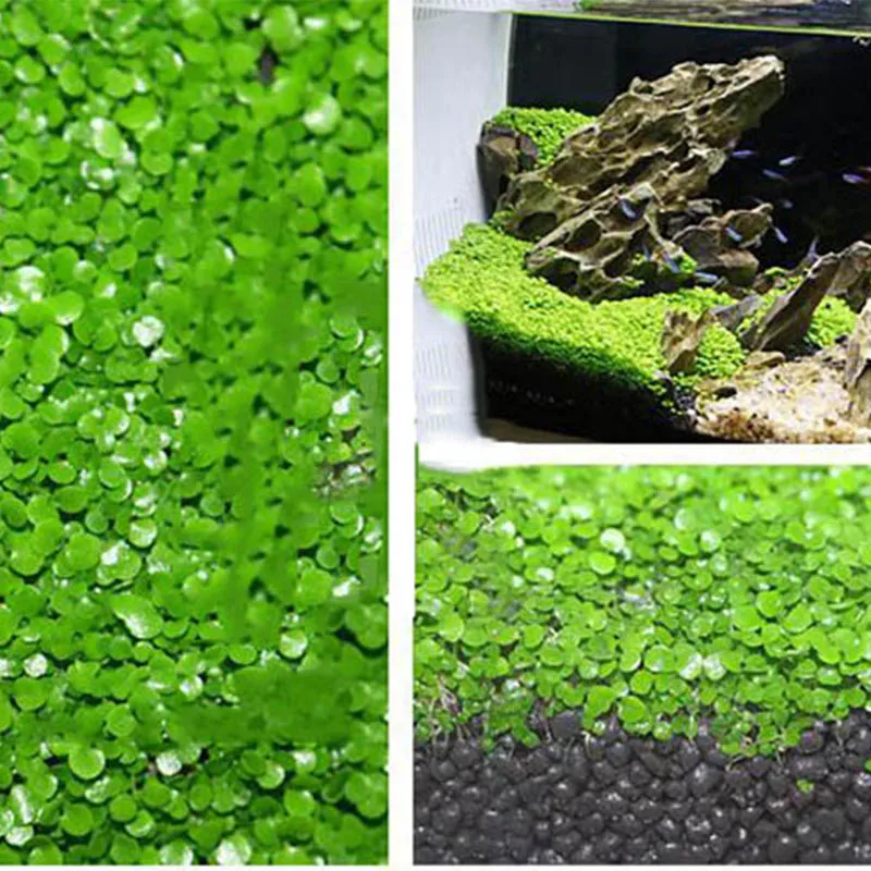 5 пачек семена водного растения семена аквариума легкое водное живое растение для сада газон аквариум Декор передний план